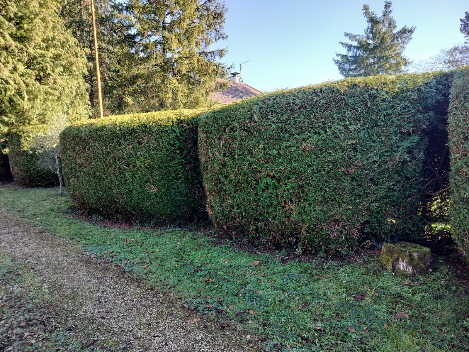 Taille de haies géométriques professionnelle